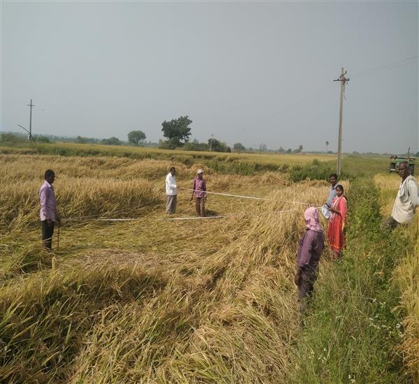 Peddapalli District - Peddapalle Division                                                                                                                                                                                                                  - Crop Cutting Expts.,                                                                                                                                   - Attended PMFBY Paddy supervision at Raikaldevpalle village of Eligaid Mandal                                                                                                                                                                                    - dt.07/11/2019          